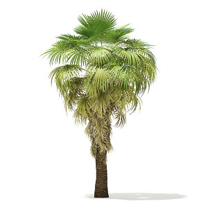3D california palm tree