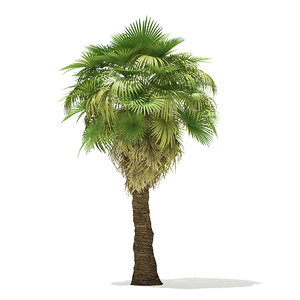 3D california palm tree 7m model