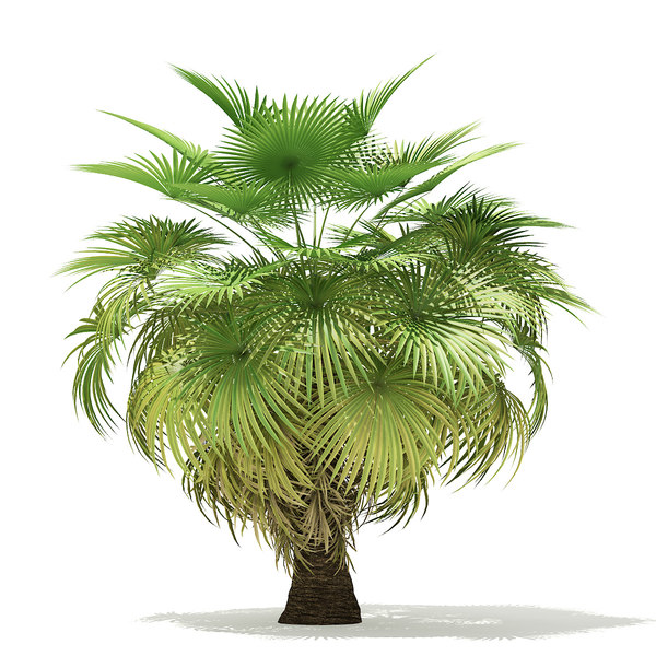 california palm tree 5 3D model