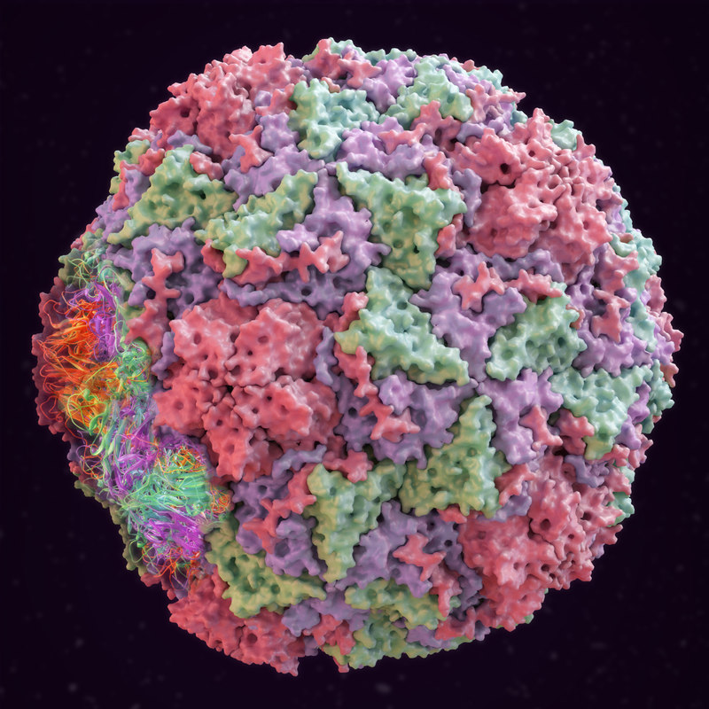 3D human rhino virus common - TurboSquid 1355047