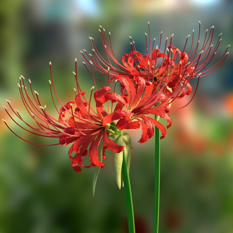 Red Spider Lily Model Turbosquid