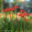red spider lily model