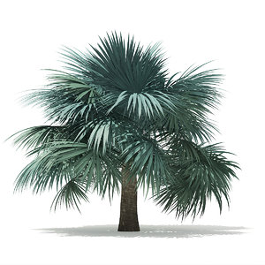 3D silver fan palm tree model