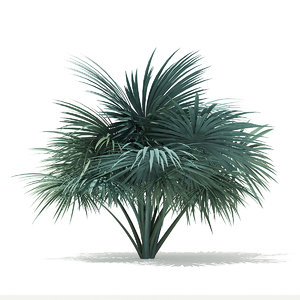 3D silver fan palm tree model