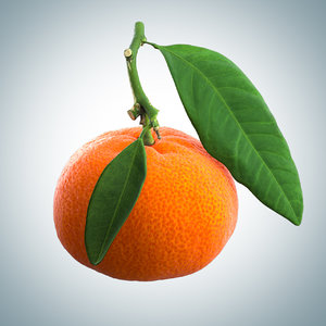 3D mandarin polly model
