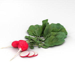 3D radish vegetable food model