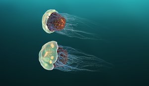 3D jellyfish ar vr mobile