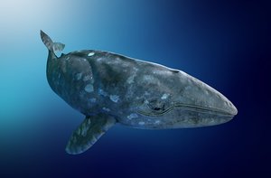 3D model grey whale ar vr