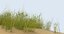 3D sand-dunes-with-grass---dune-2