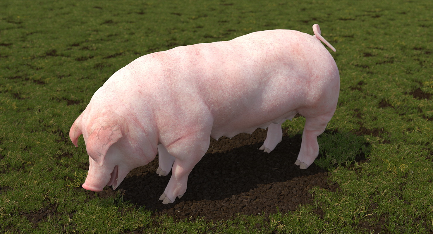 pig sow landrace standing pose 3d model 3d model