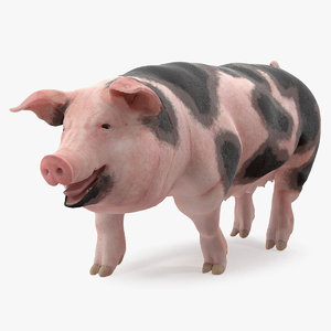 3D pig sow peitrain walking model