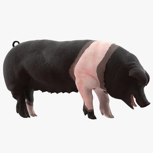 3D hampshire pig sow standing model