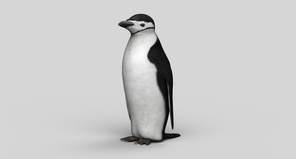 チンストラップペンギン3dモデル Turbosquid