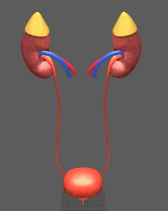3D cross section human kidneys model