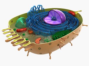 3D model animal cell