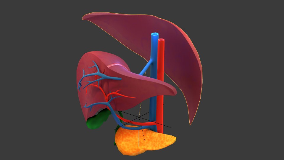 Печень д. Печень 3д модель. Печень анатомия 3 д. 3d Liver Volumetry. Печень 3d модель.