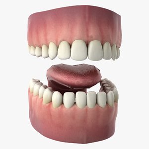 3D rigged human mouth teeth model