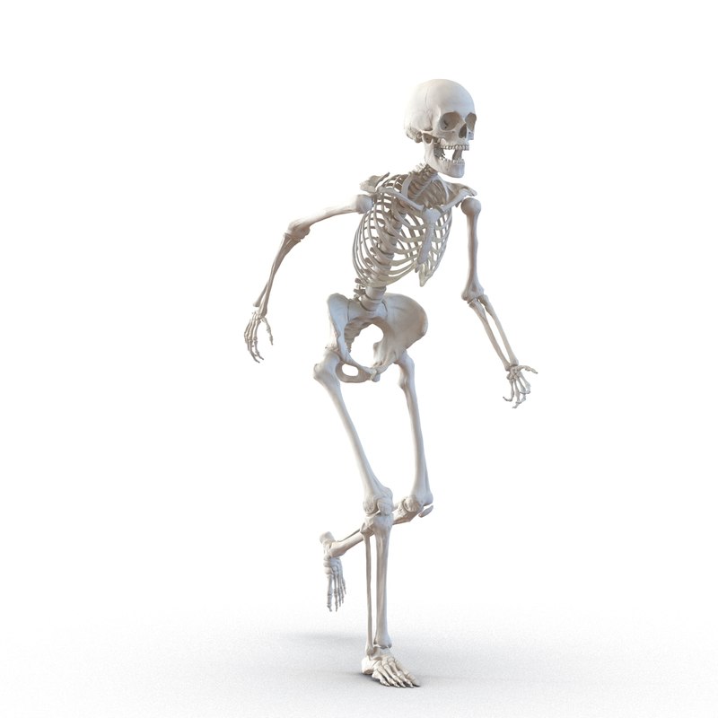 3d max human female skeleton rigged