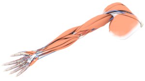 upper limb muscle 3D model