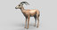 gazelle grants 3d model