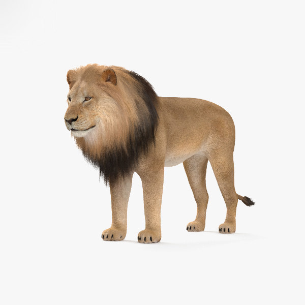 Lion mammal animal 3D model TurboSquid 1356662