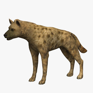 hyena hair 3d model