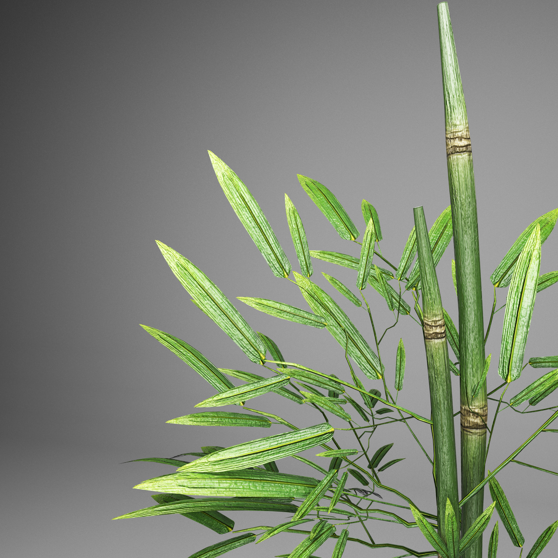 plant bamboo tree 3d model