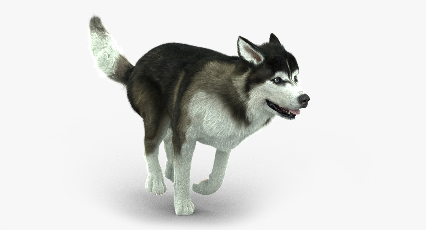 3d ma siberian husky fur animations