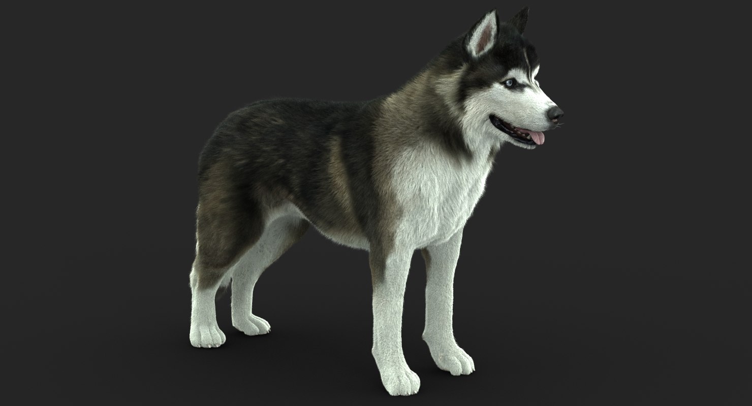 obj siberian husky fur