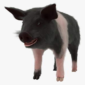 3D hampshire pig piglet fur