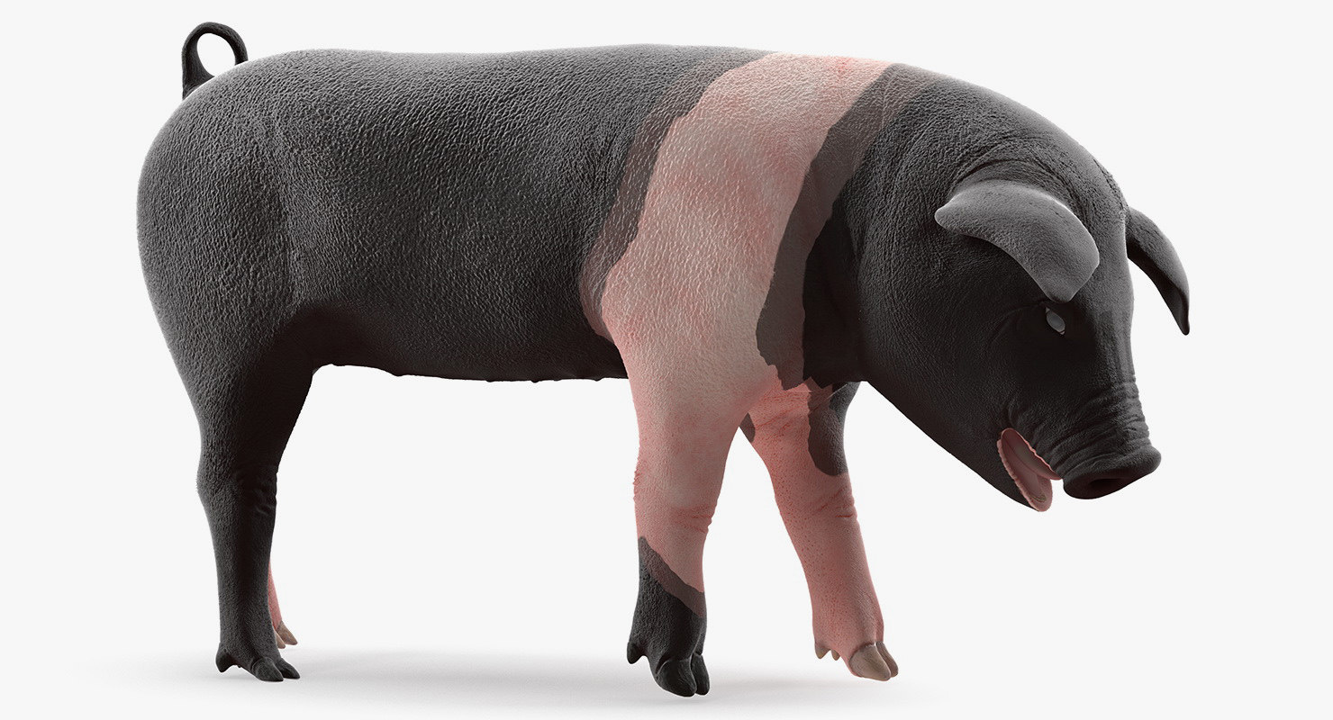 3d-hampshire-pig-piglet-standing-turbosquid-1358013