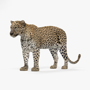 leopard 3D