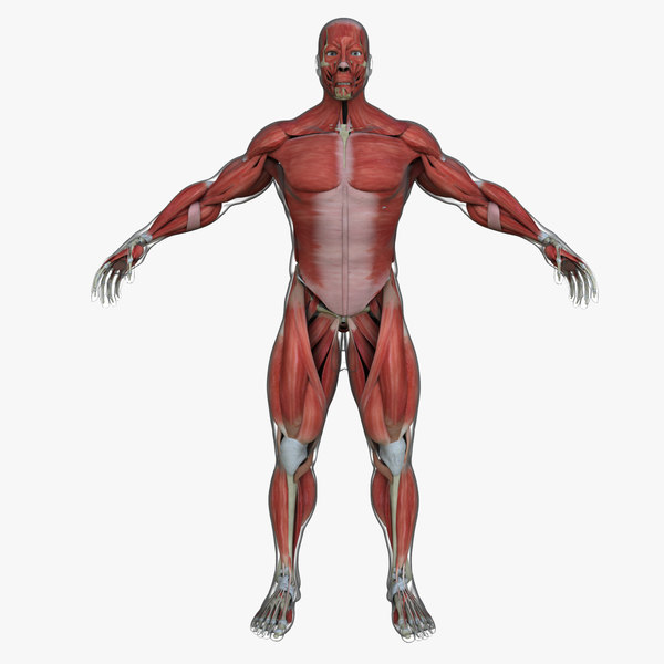 muscle anatomy medical edition 3d ma