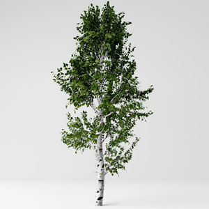 3D model white birch