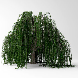 3D weeping willow