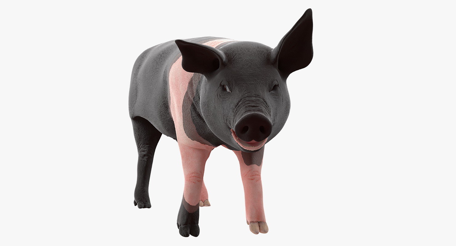 hampshire-pig-piglet-rigged-3d-turbosquid-1359052