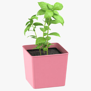 basil herb 3D model