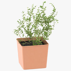 3D thyme herb model