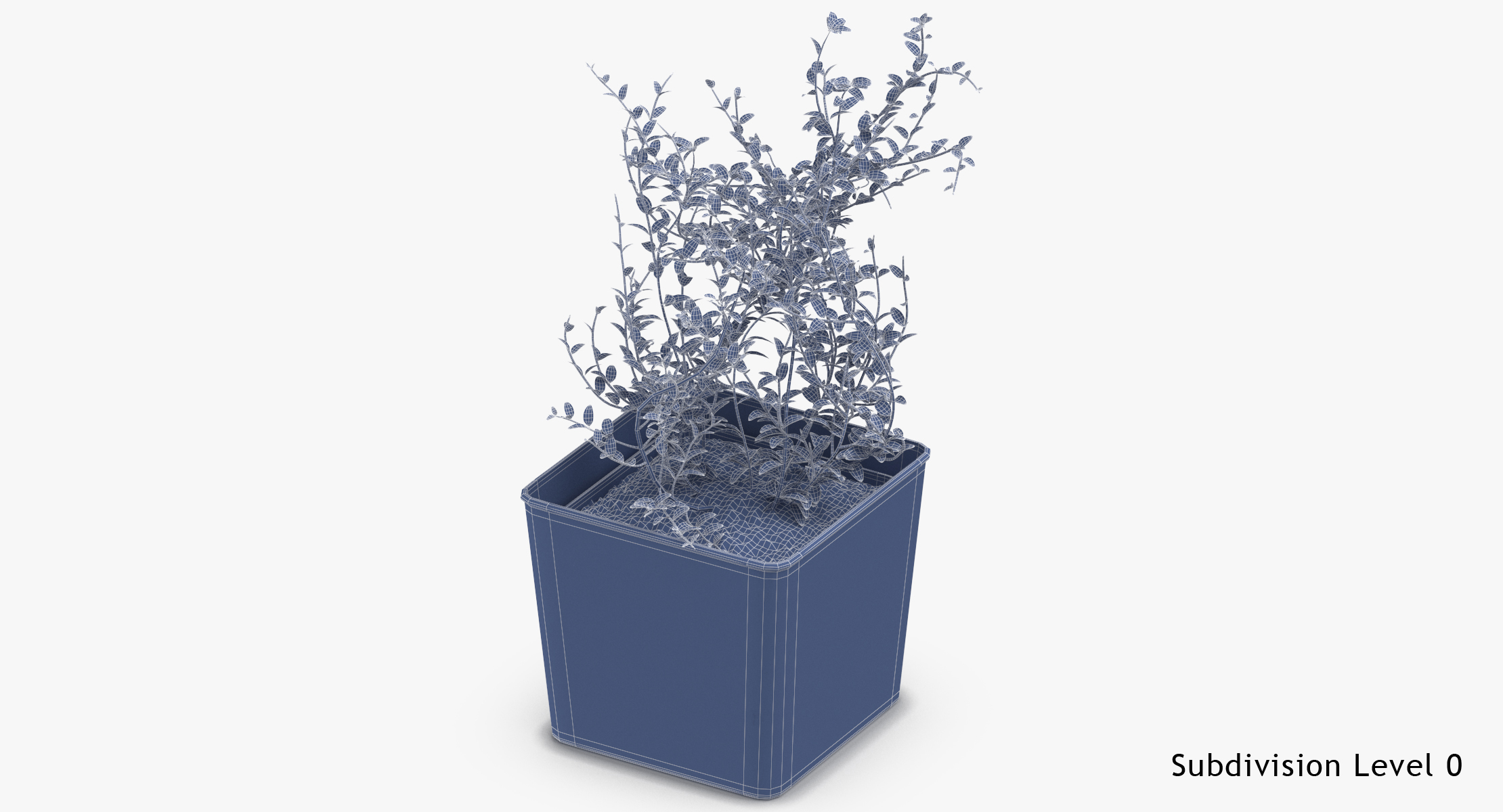3D thyme herb model - TurboSquid 1359029