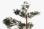 3D pine tree 6