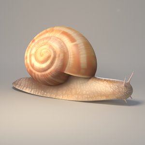3D snail model