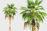 China palm 3D model - TurboSquid 1359261