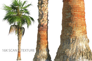 china palm 3D model