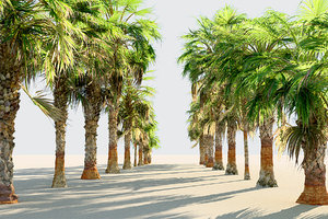 china palm pack 10 3D model