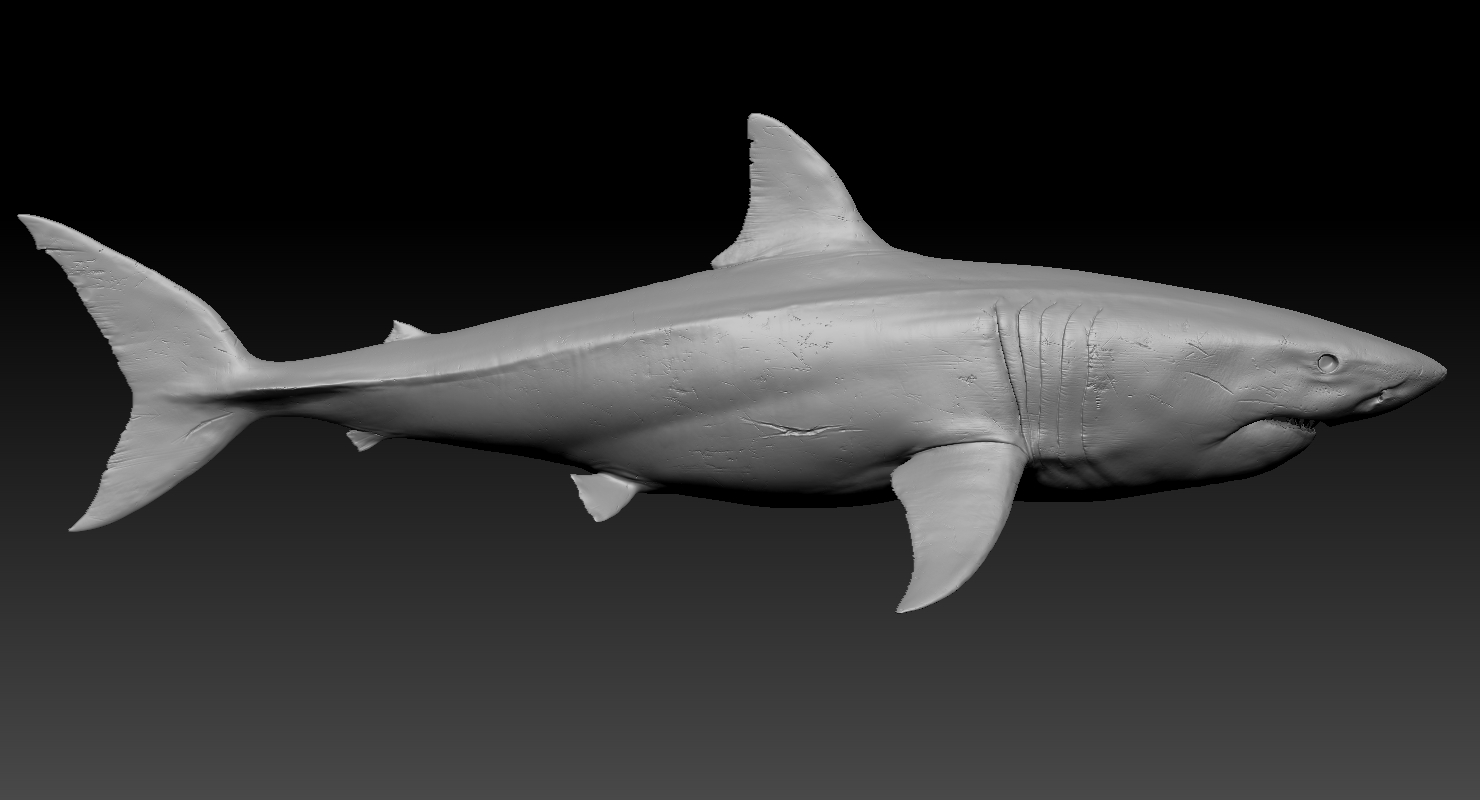 鲨鱼(rigged)3d模型