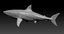 realistic shark rigged 3D model
