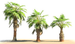 china palm pack tree 3D