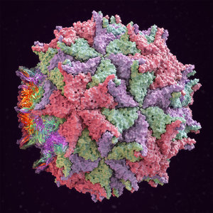 nodamura virus nodaviridae model