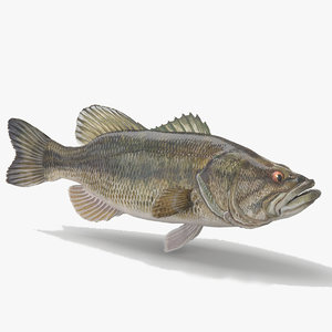 largemouth bass 3D model