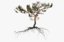 3D pine tree 7